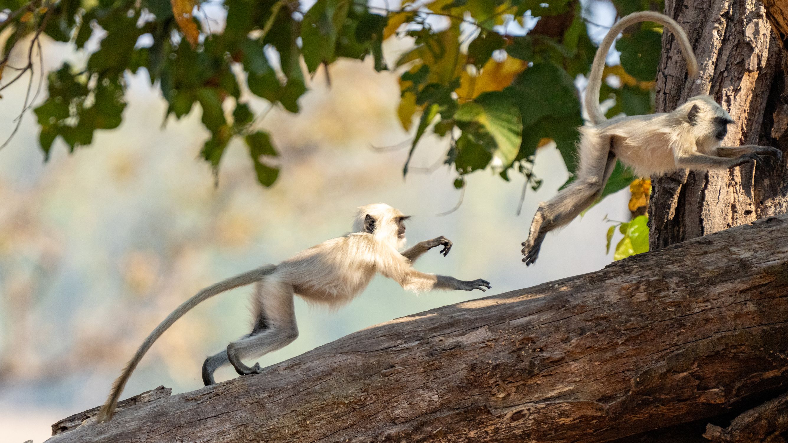 Bengalische Hanuman-Langur, Grey Langur, Semnopithecus entellus